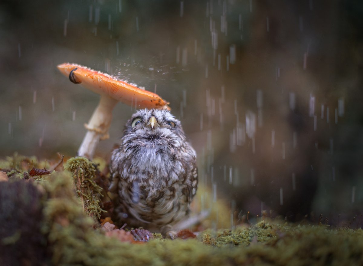 Brazeco's tweet photo. [Photo du jour📸]

Étonnante &amp; amusante : cette petite chouette qui se protège de la pluie avec un champignon 😍. https://t.co/TJI8YjVdNJ