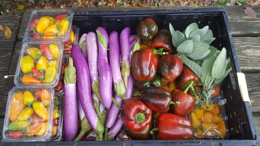 As we look back at the year, here are a few of our favorite numbers:
12 new certified urban agriculturalists
54 classroom sessions and field trips
46 subject matter expert instructors and speakers
500+ hours of hands-on learning on Tricycle’s urban ag sites
#UrbanFarmers #RVA