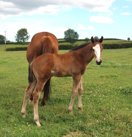 mrjcarternz's tweet photo. @RichHillStud @JLT2019 sent some great photos of our rather cool looking 🐎🐎 #redwood @WestburyStud colt from one of my favorite mares #divainred 
The white face reminded me of Joker's Wild ❤🏇 
#lovethehorse 🐎
Look at that green grass, hedges, trees, stud farms are beautiful. https://t.co/nEucdFfXnx