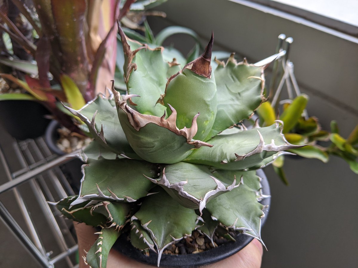 ゆるぷ Pa Twitter コンパクトなアガベ チタノタ 可愛い 子株外して2年かな 3号鉢 2枚目がこの株の親株で子株から6年くらいかな Agave Titanota アガベ チタノタ