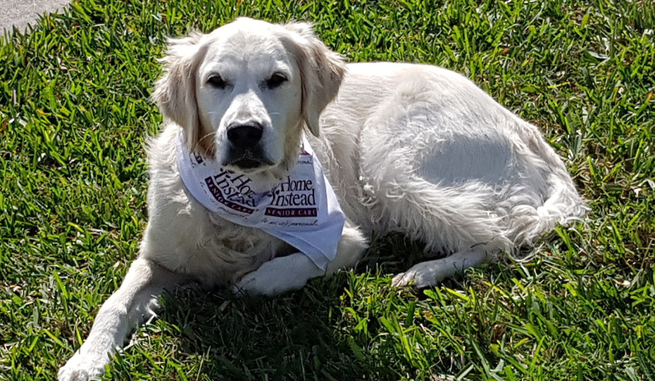 HISCdayton's tweet image. Golden retriever Zoe is bringing comfort to Alzheimer's and dementia patients in seniors' care communities throughout Ottawa. Check out what makes her special. #PetsofHomeInstead #HomeInstead ift.tt/38nPECu