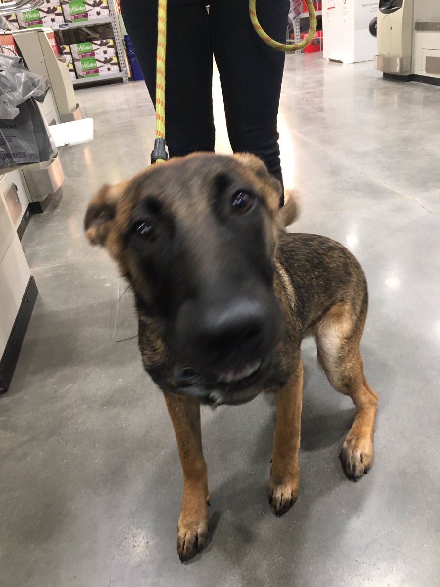 The Dogs of Lowes tweet media