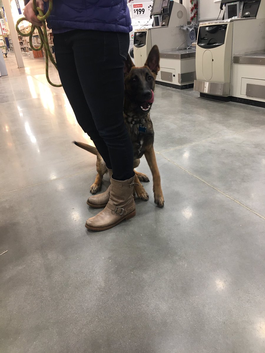 The Dogs of Lowes tweet media