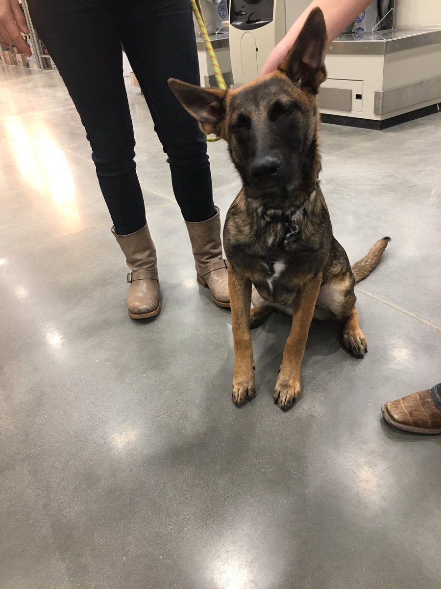 The Dogs of Lowes tweet media