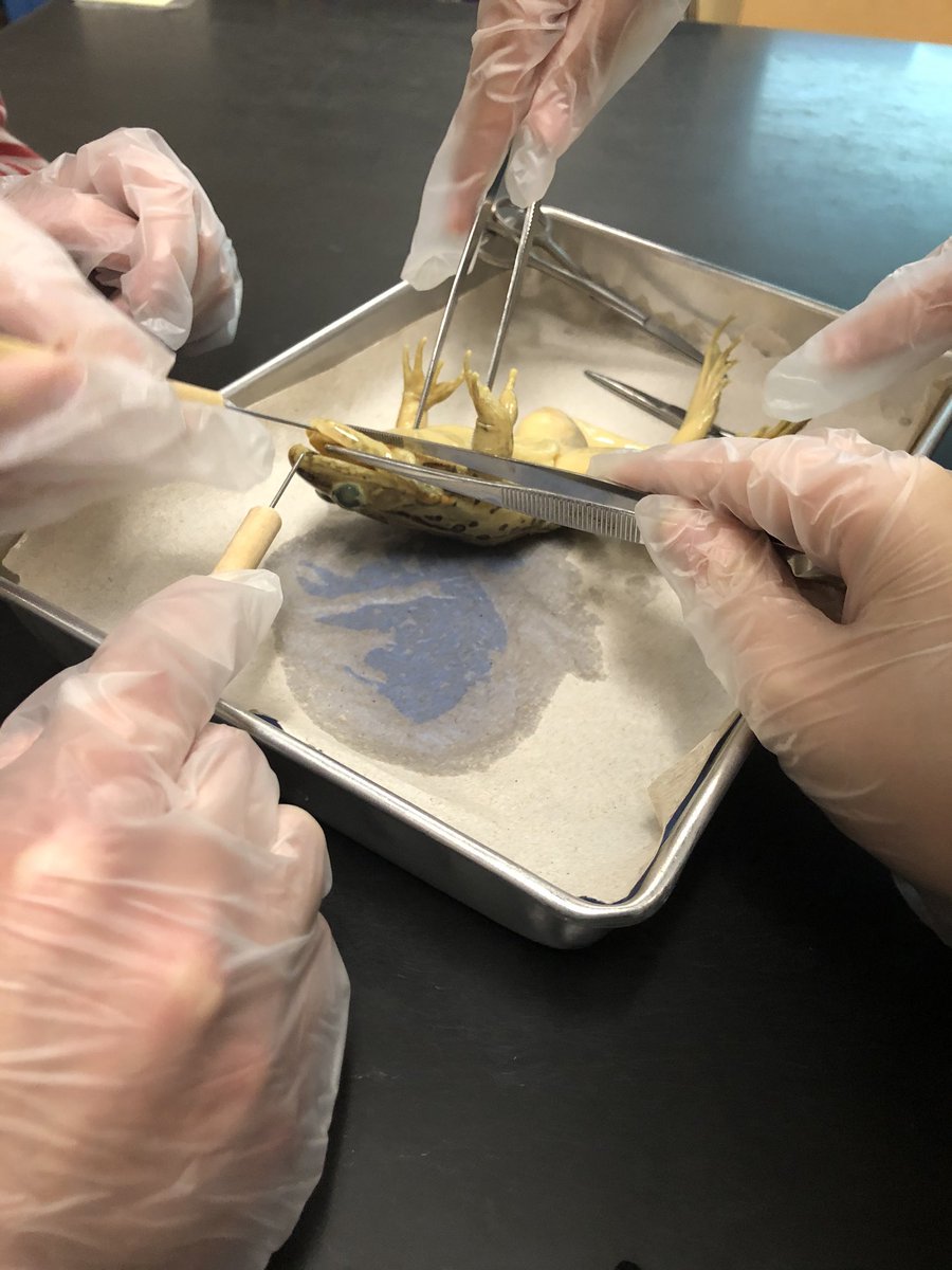 7th grade kiddos at CRJH getting their hands dirty by dissecting frogs.  Lots of great conversations and amazing learning happening here!!! #crjh #crjhscience #learningisfun