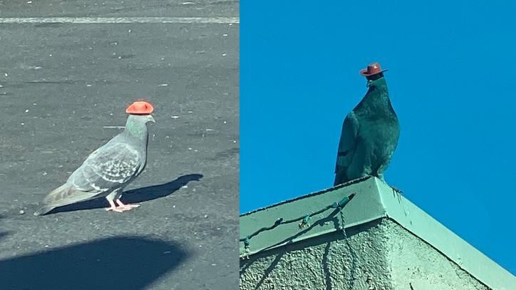 Howdy! to all the pidgeon’s wearing cowboy hats in Las Vegas.