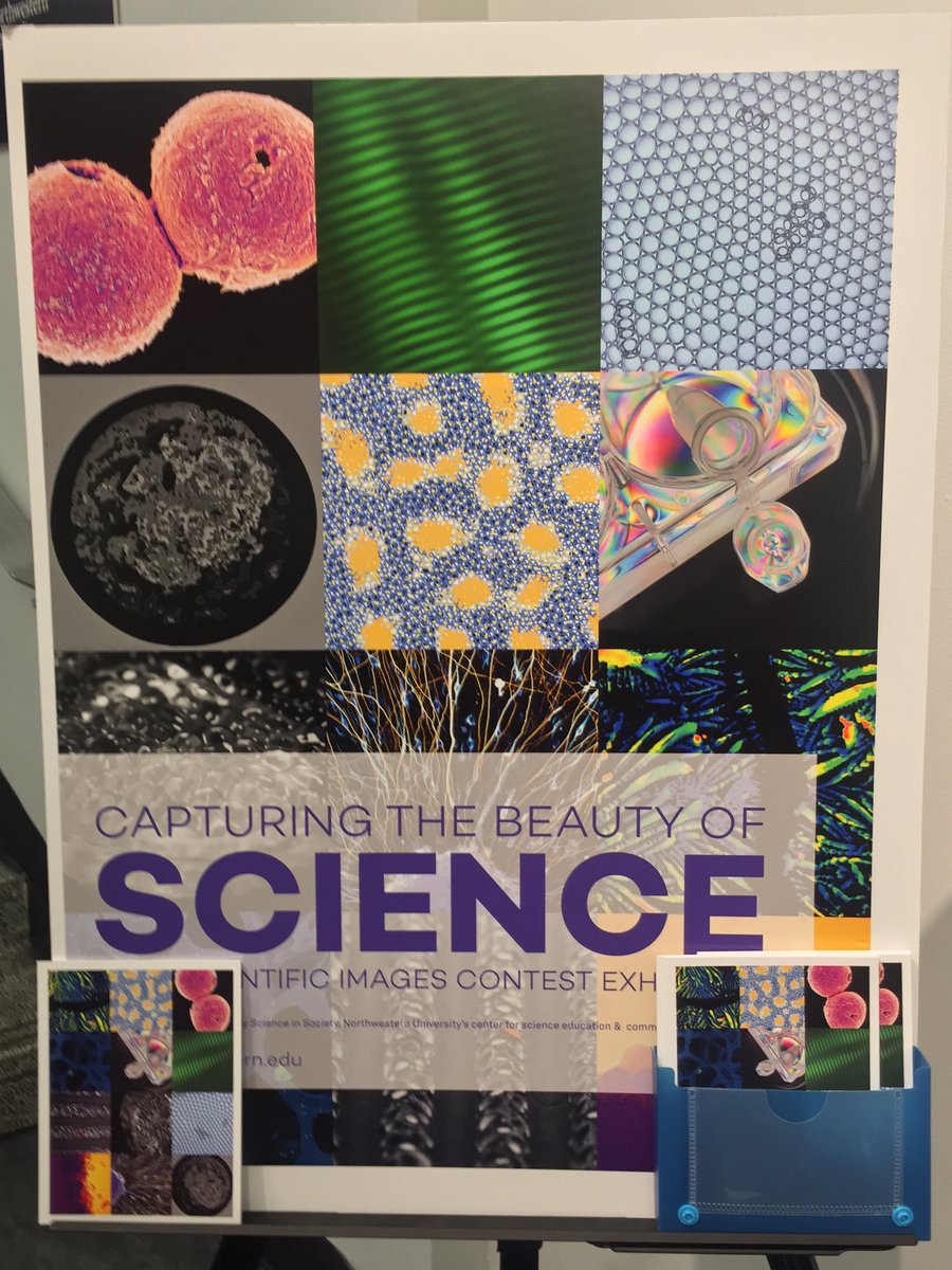 wendymmurrayphd's tweet photo. At the @NU_ETHS Scientific Images event with @AmyNAdkins, whose image of muscle sarcomeres taken in vivo in the biceps brachii was selected as a finalist &amp; was re-interpreted by a high school artist. https://t.co/egpXJvWZnj