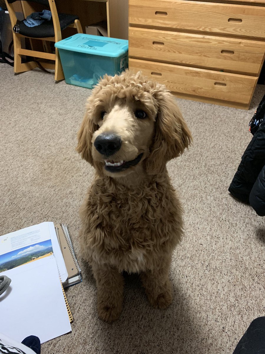 4paws_sitter's tweet photo. we would like to welcome Carlisle (Carl) to campus until break! his mom thought a puppy swap would help him grow! he’s a 6 month golden doodle! always ask before petting! https://t.co/4G5s3ByY6u