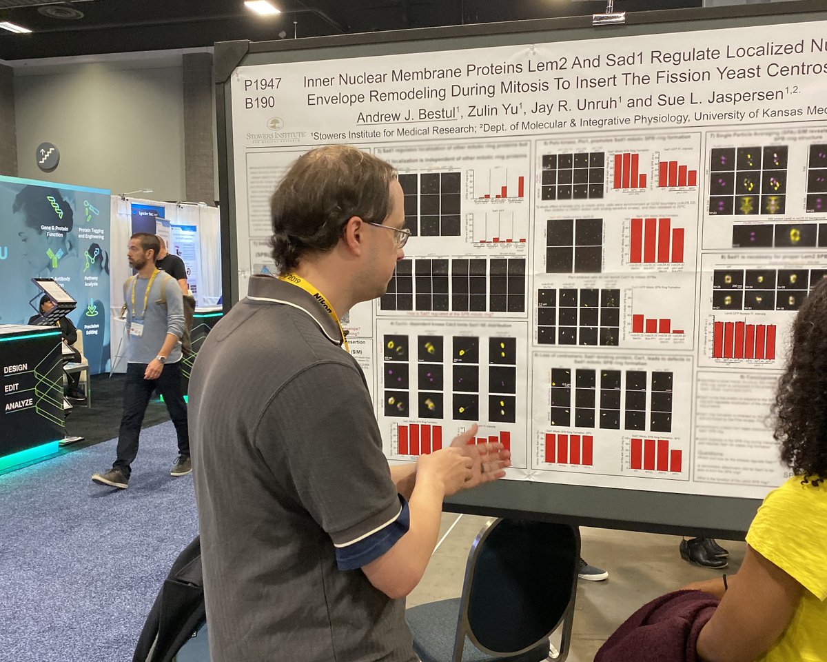 ScienceStowers's tweet image. More Stowers fun from #ASCBEMBO19: the Jaspersen Lab had posters from Research Specialist Andrew Bestul and Postdocs Joe Varberg &amp;amp; Shary Shelton, who's chatting with Joel Goodman, PhD, from UT Southwestern. @SueJaspersen #ASCBEMBO2019