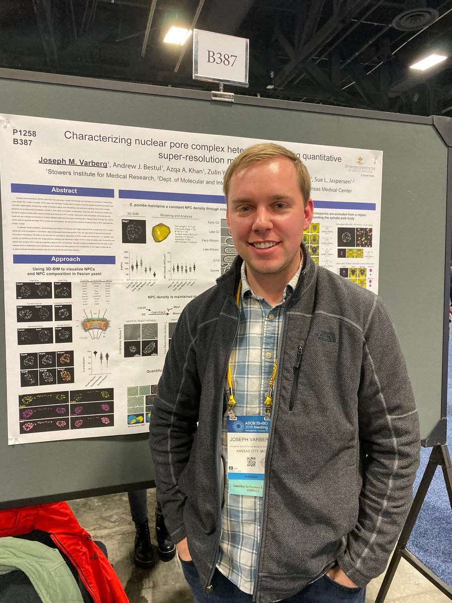 ScienceStowers's tweet image. More Stowers fun from #ASCBEMBO19: the Jaspersen Lab had posters from Research Specialist Andrew Bestul and Postdocs Joe Varberg &amp;amp; Shary Shelton, who's chatting with Joel Goodman, PhD, from UT Southwestern. @SueJaspersen #ASCBEMBO2019