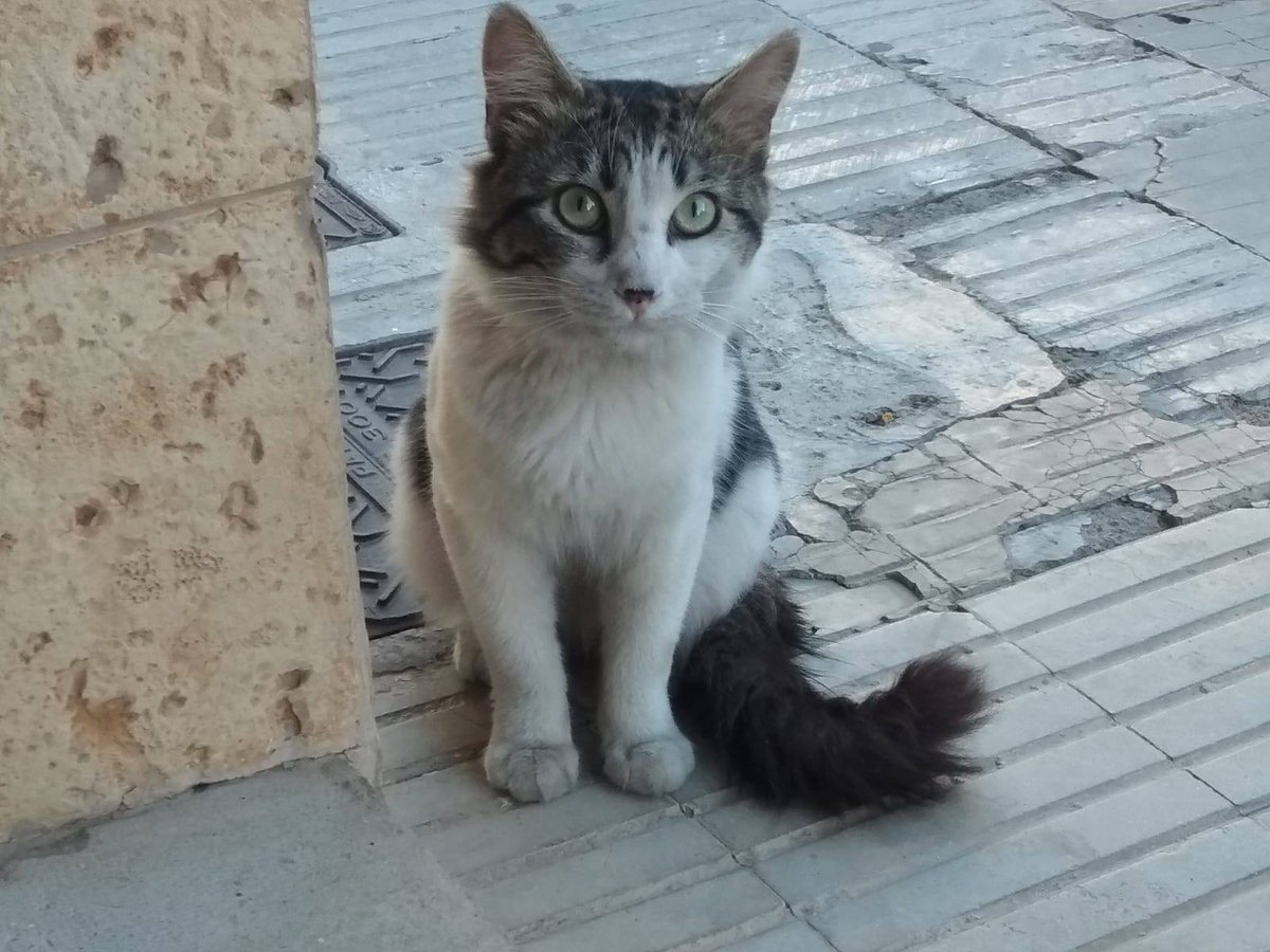 <a href="/InmaOrquin/">Inma</a> <a href="/vivinarcosis/">viviana vicente/❤️🍏💙</a> <a href="/luz_gabaldon/">Luz Gabaldón</a> <a href="/_Gafas_y_reloj_/">Albert #PaísValencià 🔻🇵🇸</a> @isetapm @isacastello <a href="/jardinetestacio/">El Jardinet de l'Estació</a> Es una preciosidad de gato. Yo lo llevé a castrar y lo tuve un tiempo en acogida. Es muy bueno. La calle no es lugar para él.