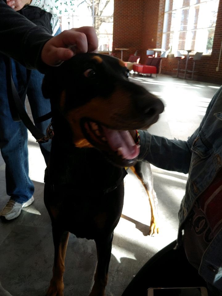 APSUFIJI's tweet photo. What is the best thing to do when stressing out about finals? Playing with the cutest puppers in town, that’s what! The Fall 2019 Paws to Relax was a joy to put on see so many students come out! Can’t wait to do this event again! 🐕🌴🐶💎
.
#fiji #pawstorelax #finals https://t.co/8z3lV3tAsp