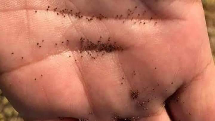 اخرجوا من النار من كان في قلبه مثقال حبه خردل من إيمان ، هذه هي حبه الخردل 
 🖤