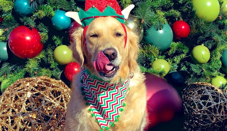 GoldenWoofs's tweet photo. Woofs! Happy #TongueOutTuesday 🐶💚🎅🏻🎄 #dogelf #santaslittlehelper KORU BEAR https://t.co/waW7KEmtF1