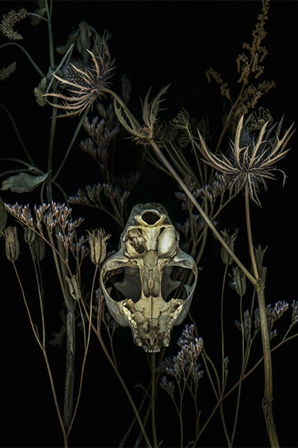 AP_Magazine's tweet photo. How about ditching your camera for a scanner?

How to create scanography art: The tricks and techniques https://t.co/DrJD3swAqK https://t.co/m6uTWc988D