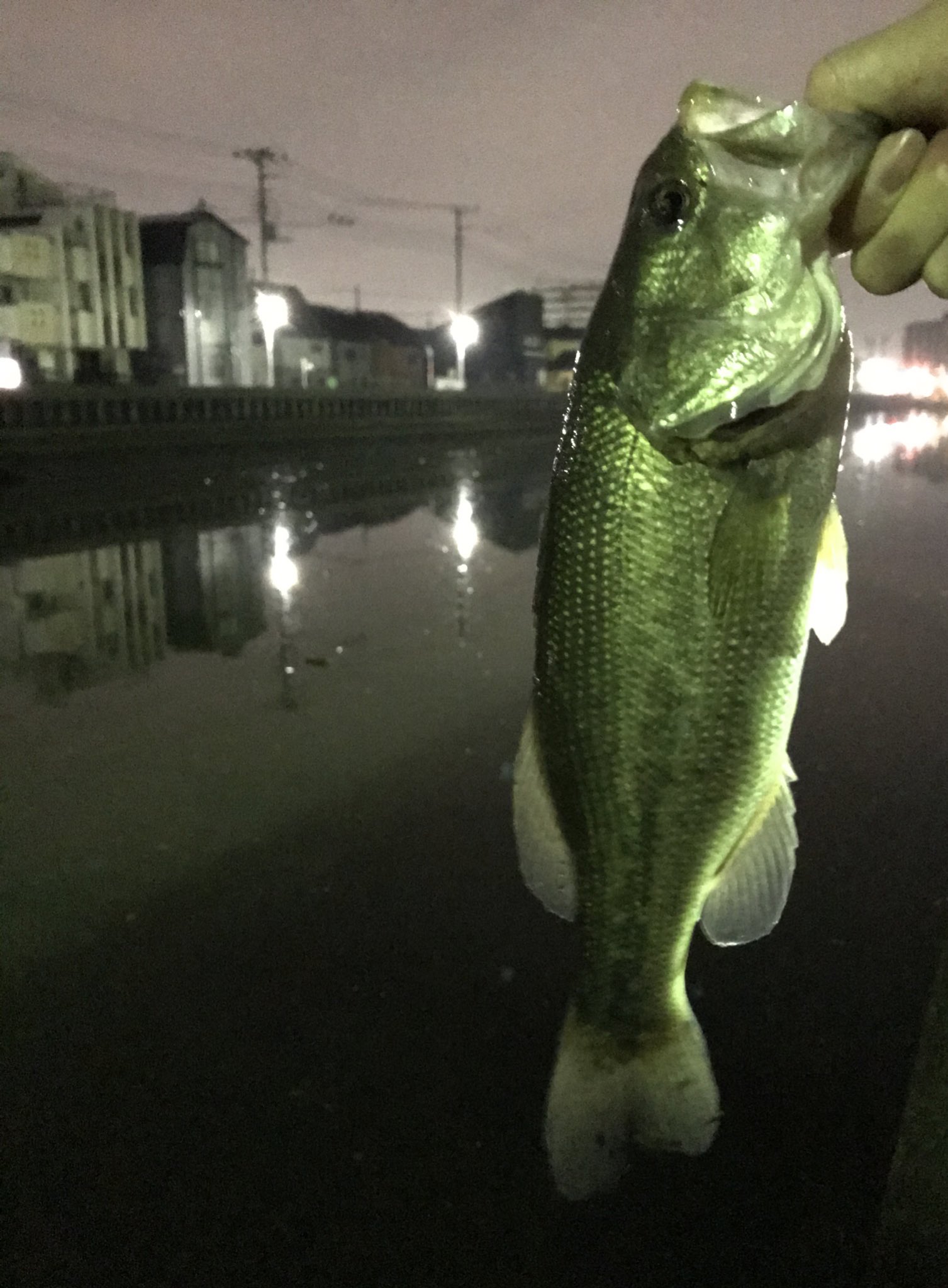 تويتر しましまのないシマウマ バス釣り好き على تويتر 花畑運河 夜釣り 最近飼い始めたウサギちゃんが可愛すぎる バス釣り 花畑運河でバス釣り バスちゃんget T Co 30dccm487s
