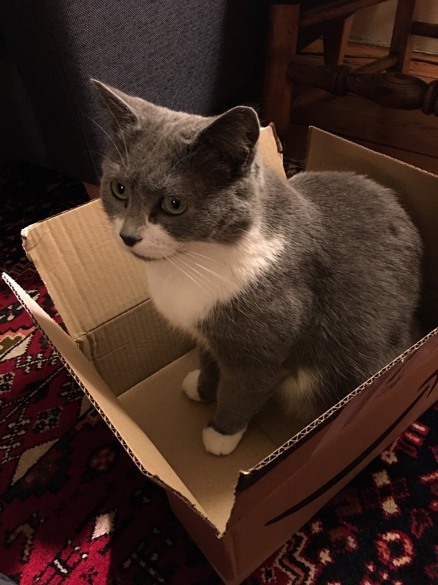 LearntoSchool's tweet photo. @SusanCalman May I introduce you to Lulu. She’s 7 and lovely! https://t.co/uC5vSOof35