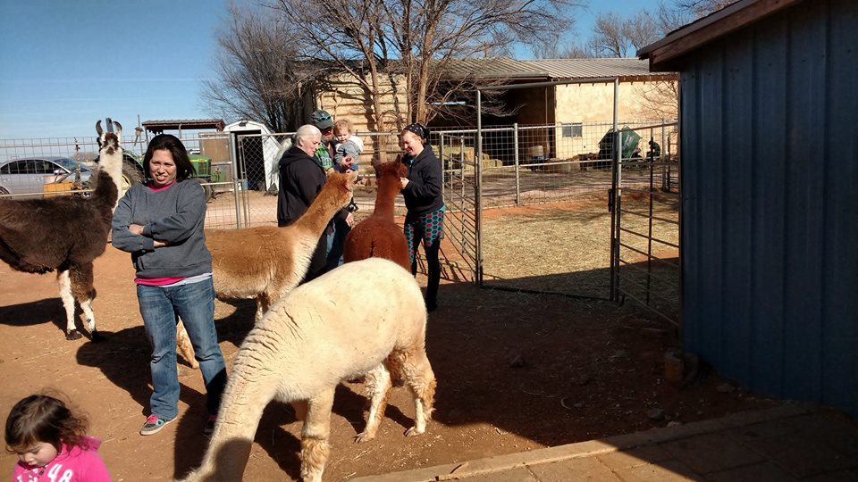 WindrushAlpacas's tweet photo. Create special holiday memories at Open Farm Day. There is always something new to learn and see at the farm Stop by anytime on Saturday, December 14 between 10 am and 3 pm! Be ready for plenty of picture taking too! ! https://t.co/OIIEGIvsNL #windrushalpacas https://t.co/6IdYzEwXkE