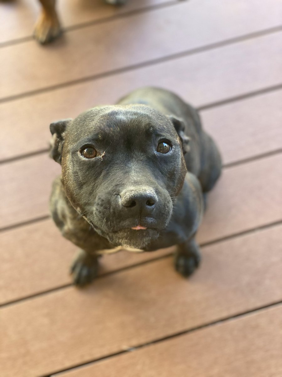 Sometimes I challenge myself just to see how long I can go for without licking 😂🐾 #staffypatrol #ruby #slighttongue #tongueslip #staffdaily #staffycentral #wednesdayselfie #prettyeyes #staffymoments #staffyoftheday #staffy #staffie #englishstaffy #englishstaffy #happywednesday