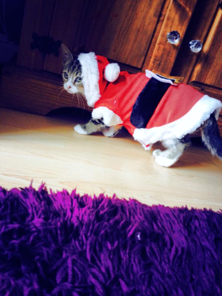appleonia74's tweet photo. mystique strutting her christmas coat. appleonia74 #bigchristmasblowout2019 #hostdareswins https://t.co/o0P48SA91r