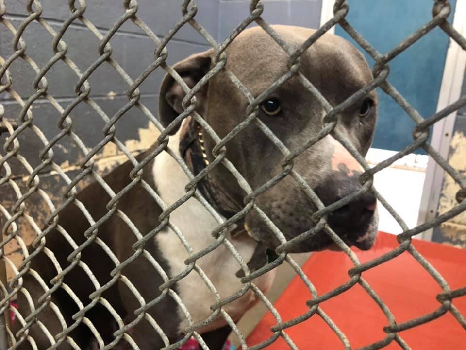 kfdmnews's tweet photo. The City of Port Arthur Animal Control is sending out an urgent plea. Its shelter is filled to capacity with dogs. If the dogs are not adopted soon, they will be euthanized. Tonight on KFDM and Fox4, why there’s an increase in dogs needing homes and how you can help. https://t.co/Pj67DknpP3