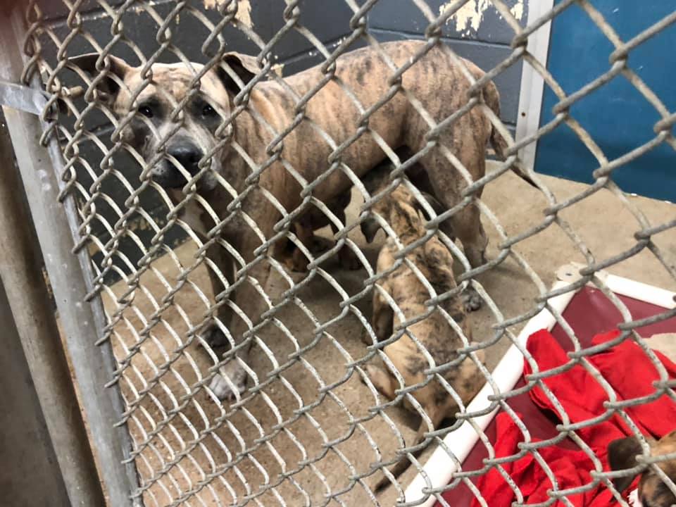 kfdmnews's tweet photo. The City of Port Arthur Animal Control is sending out an urgent plea. Its shelter is filled to capacity with dogs. If the dogs are not adopted soon, they will be euthanized. Tonight on KFDM and Fox4, why there’s an increase in dogs needing homes and how you can help. https://t.co/Pj67DknpP3