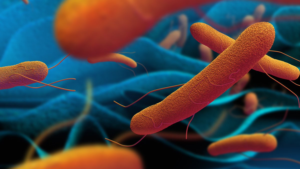 A Federation University research team has won a grant from the Bill &amp; Melinda Gates Foundation to battle the spread of typhoid fever – a bacterial infection which kills more than 100,000 people a year. <a href="/Greena_01/">Andrew Greenhill</a> 
Read more ow.ly/5KYB50xvZjN
#FedUni #Research