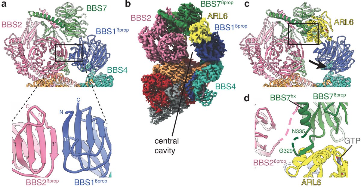 Alexandria Miller Check Out The First Series Of High Res Structures Of The Full some Complex With 3 1 A And W O 3 5 A Arl6 somes Facilitate Membrane Protein Trafficking In