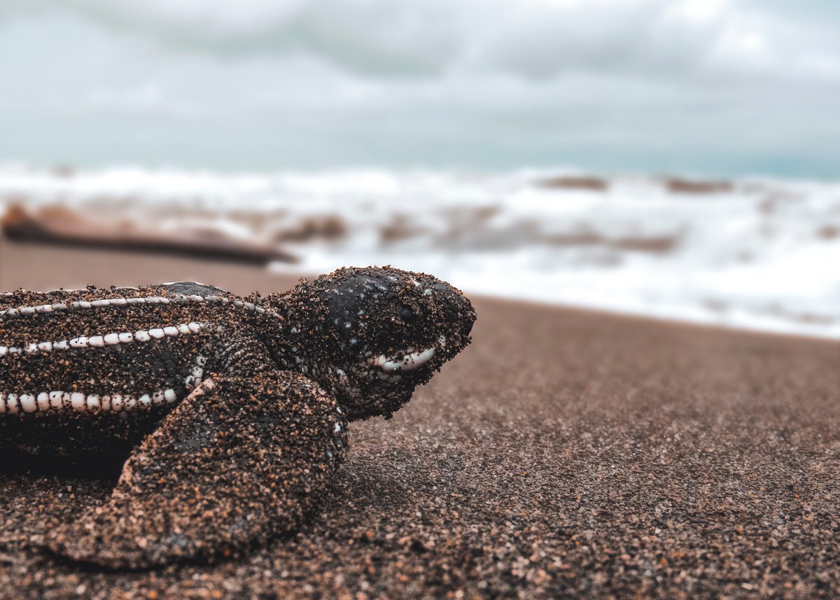ComputerLab's tweet photo. #turtlecrushtuesday #turtletuesday https://t.co/2M9tytiYPQ