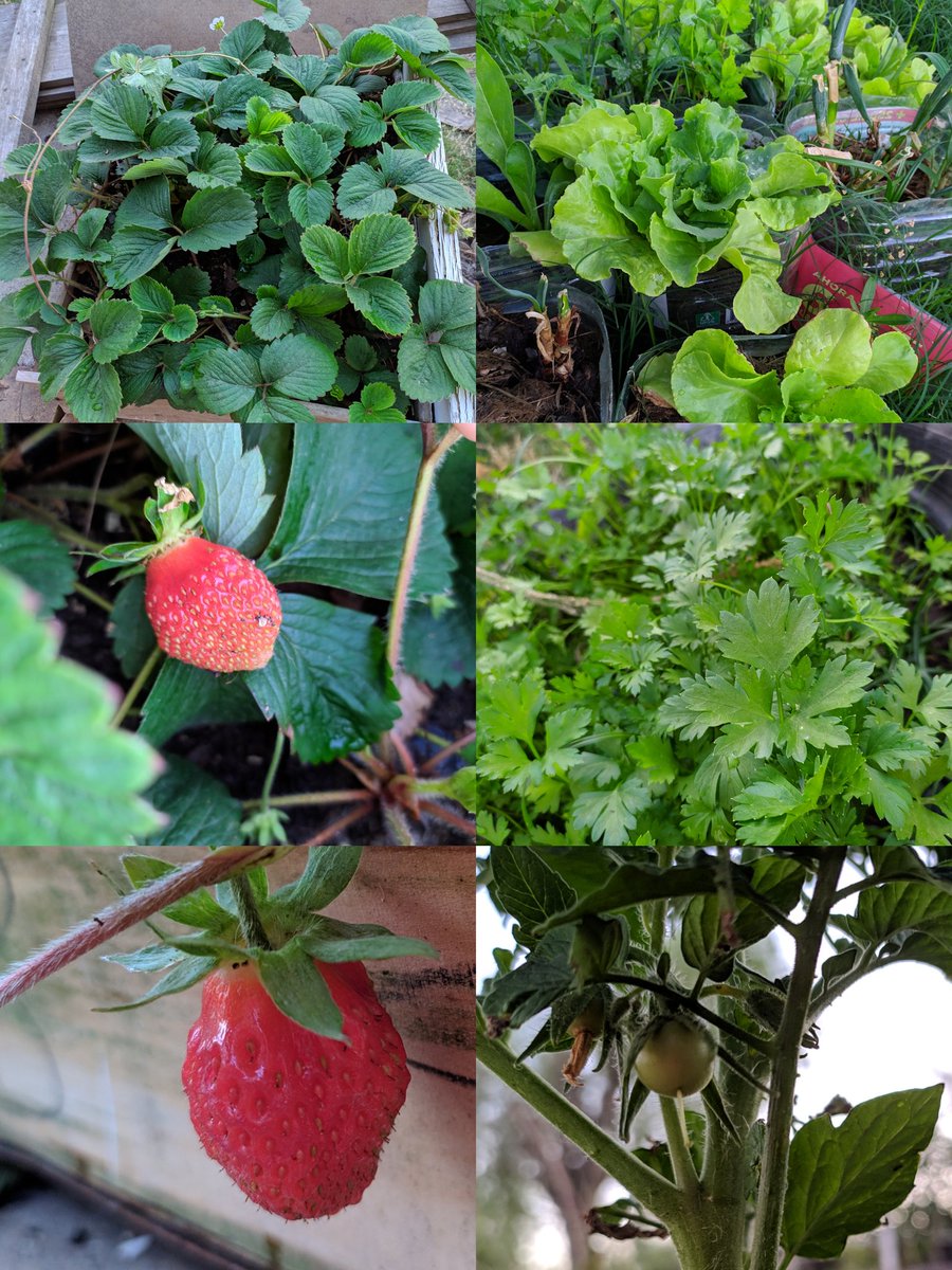 EverWeightless's tweet image. Si tienen un pedacito de tierra, no duden en plantar ♥️
Es lo más lindo, desestresante, ayudan al planeta y lo mejor de todo, comen y cosechan su propia comida. 
Aquí tengo lechuga, tomate, frutillas y perejil.
Y en proceso de crecimiento tengo manzana, naranja, durazno y palta😍