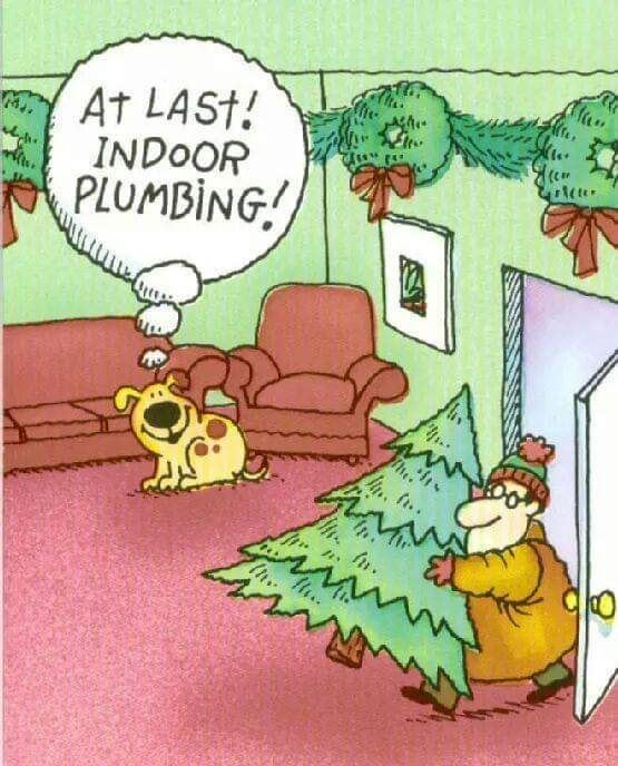 #cats #Christmas #ChristmasTree #Christmascat #christmasdogs #funnydogs