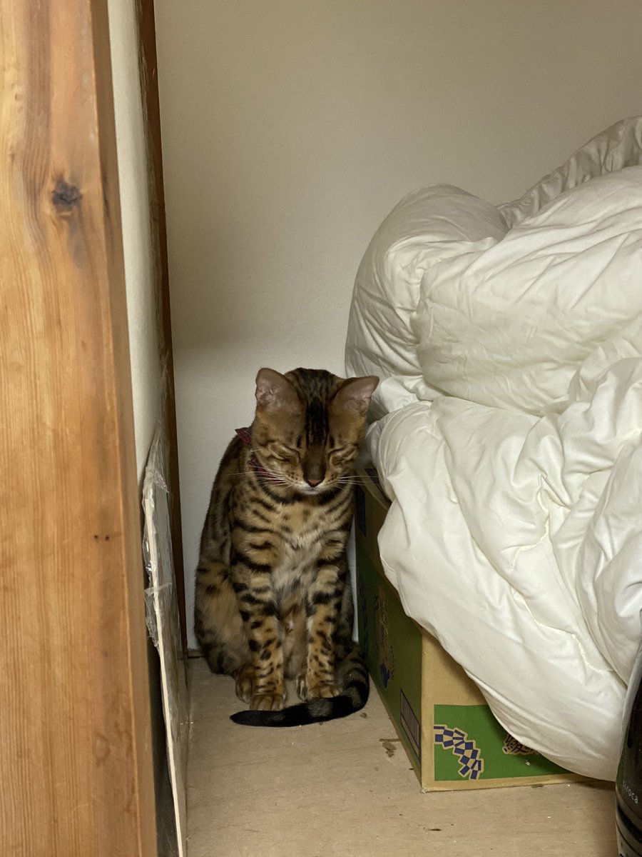 扉を開けたら猫 