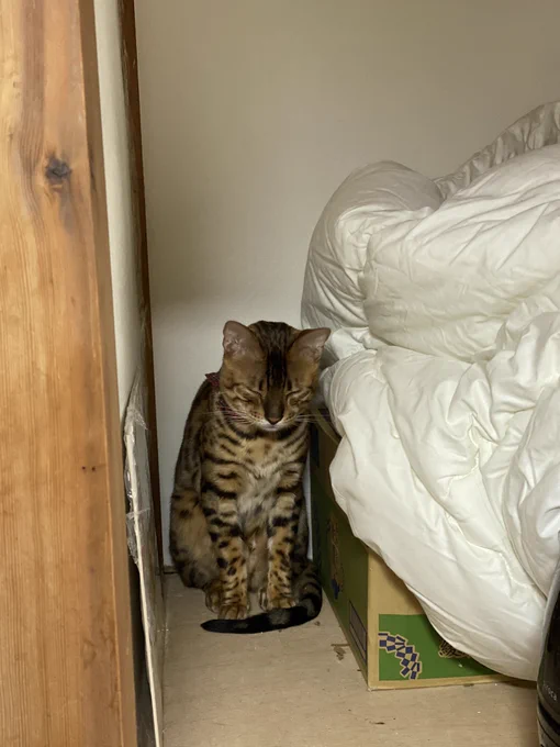 扉を開けたら猫 
