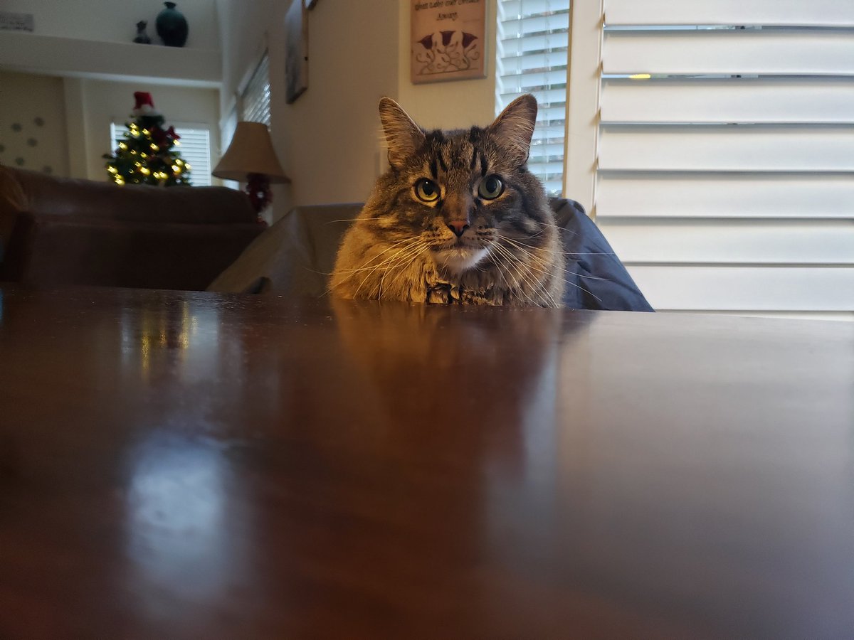 fuzzykittyface's tweet photo. https://t.co/MV64QlcqrF