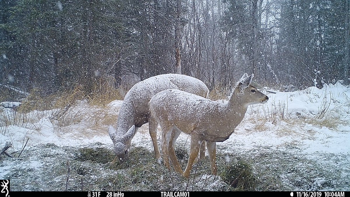 It's a snowy, cold #TrailcamTuesday! What's the weather like in your neck of the woods?

Image: Bucket List Lodge

#browningcameras #youvegottoseethis #trailcameras #browning #deerseason #hunting #bowhunting