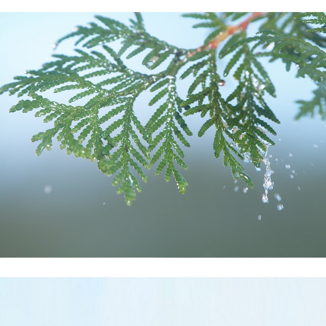 Originwater's tweet photo. Hidden amongst the pristine pines of Maine lies crisp, refreshing 100% natural spring water.

#PolandSpringOrigin #RefreshinglyMaine #nature #naturelovers #naturephotography #Photography #Recycling #Recycled #recyclable #sustainable #design #water #onthego #springwater https://t.co/B1eGqoA5Ag