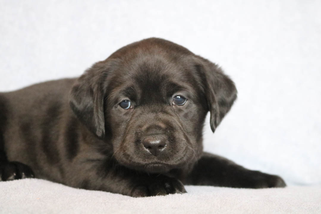 s_retrievers's tweet photo. Thank you to all of our customers for your continued support of our business! Be sure to like, comment, and share our across any of our social media pages! #Simpson'sLabradorRetrievers #RedBudIL https://t.co/bcqsHOsyNY https://t.co/OdFyUt6d3L