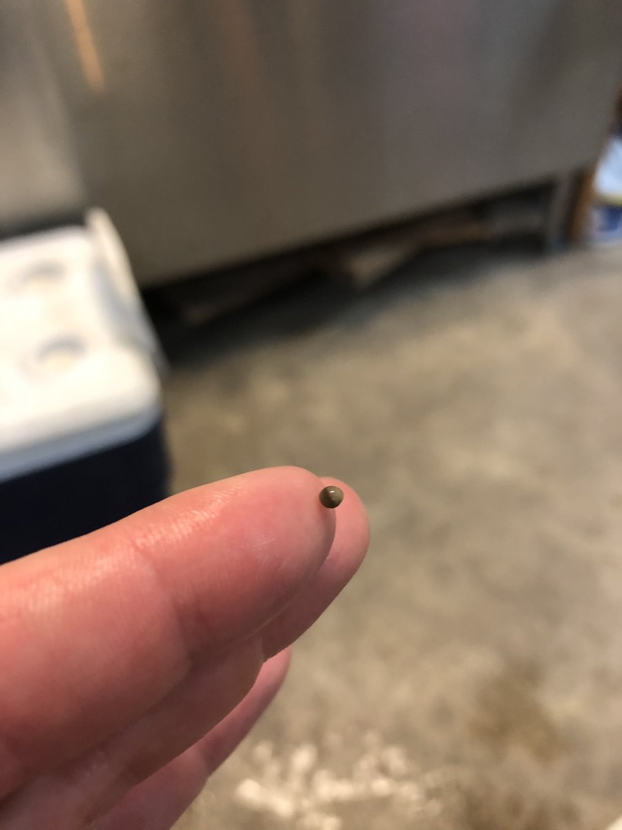 SarahFontana814's tweet image. We have baby Gars! (well after they hatch in a few days) #SpottedGars #GarLab