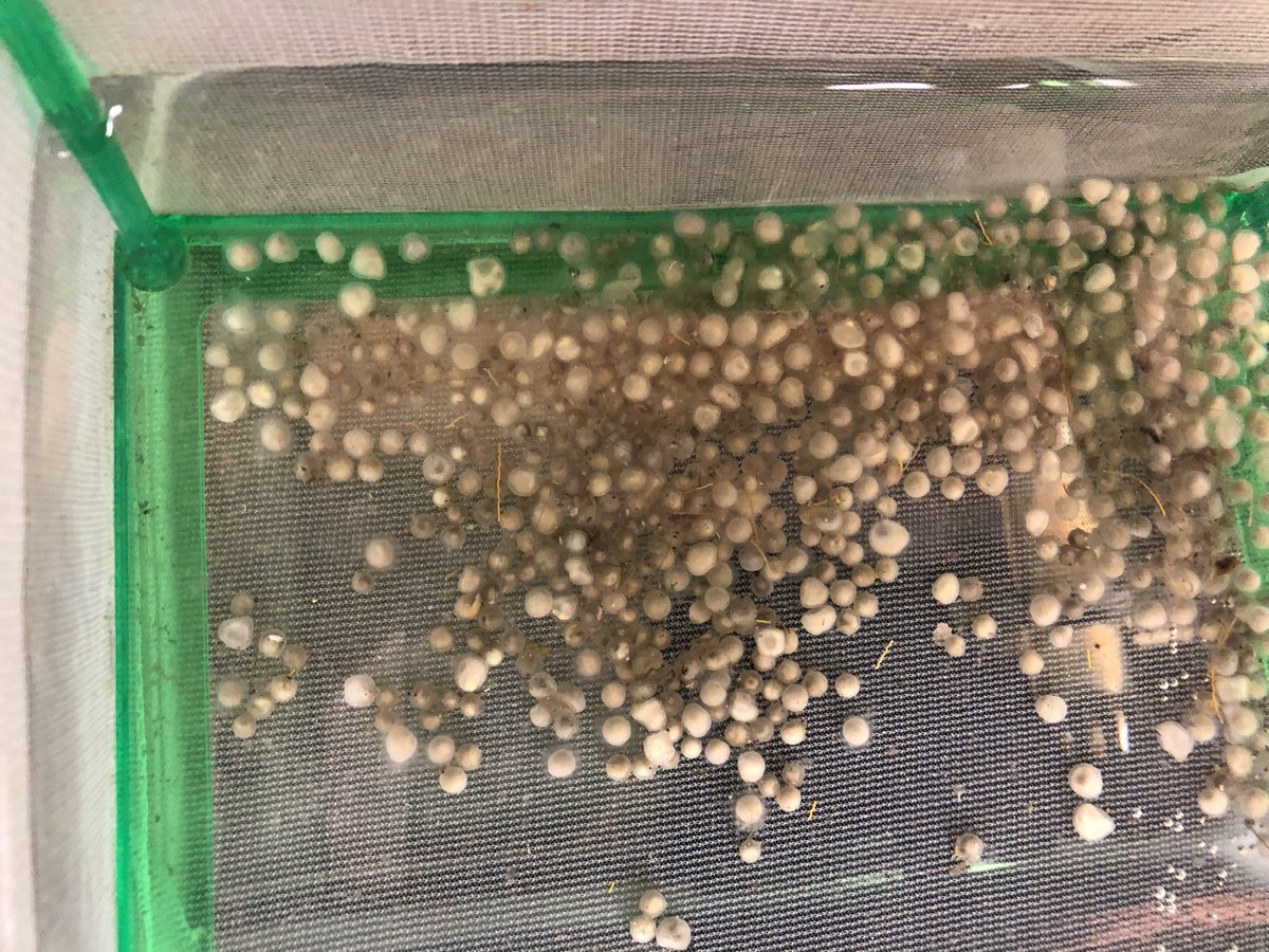 SarahFontana814's tweet image. We have baby Gars! (well after they hatch in a few days) #SpottedGars #GarLab