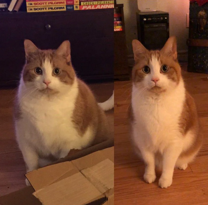 automatic cat feeder reddit