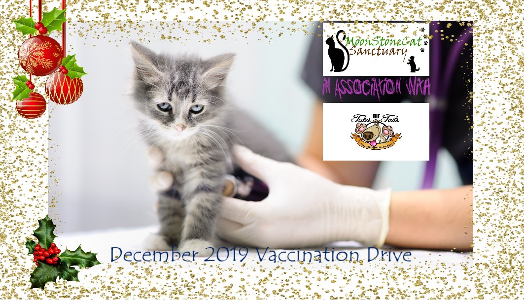MoonstonecatS's tweet photo. Support @MoonstonecatS's #CatLoversMonth Campaign this #InternationalAnimalRightsDay &amp; help us give as many Fur-babies as possible the #RightToHealth, #RightToFoodSecurity &amp; #RightToLifeWithoutFear this Festive Season.

https://t.co/D2D6vyZ7Ef

#CharityHour https://t.co/HfSC9rwgch