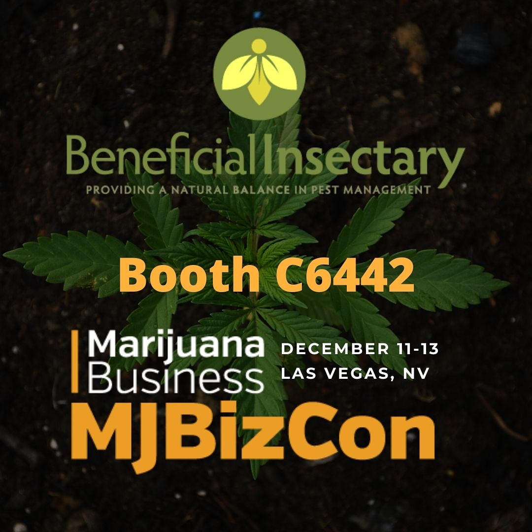 If you are at this year's #mjbizcon come by our booth and say "hello". Our IPM Specialists will be hanging out for you to chat with about our products.

#mjbizcon2019 #cannabis #hemp #beneficialinsectary #greenmethods #beneficialinsects #goodbugs #biologicalcontrol #biocontrol
