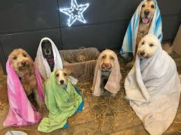 Valentine702's tweet photo. today on @abcsydney we met people who take their dogs to get a photo with Santa. Then I heard about dog nativity scenes. They're a thing too. https://t.co/VsQAObiqNS