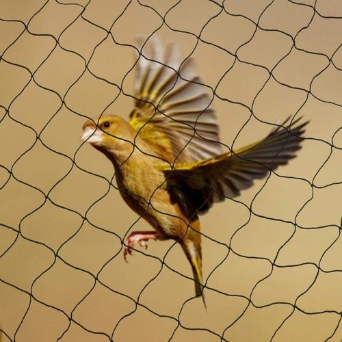 NetsSpikes's tweet photo. We manufacture tough UV stabilized polycarbonate Anti Bird Spikes
Visit Here: https://t.co/S28Dk6Z4vl

#Balcony #Netting #Services #Pune #Bangalore #Delhi #residential #industrial #manufacturer #supplier #pigeon #protection #netsnspikes #birdspikes #India #antibirdnetting #nets https://t.co/mQ2Tsxv5Yg
