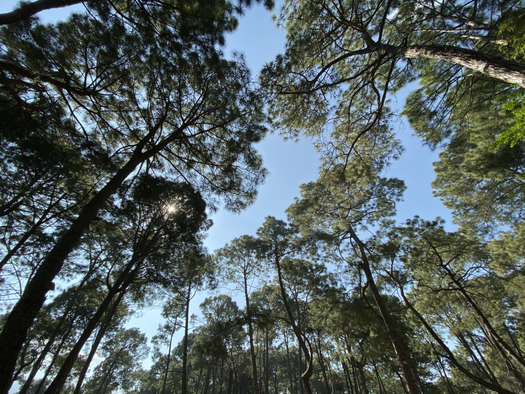 Let Nature Be Our Good News elkwang.com/2019/12/11/let…