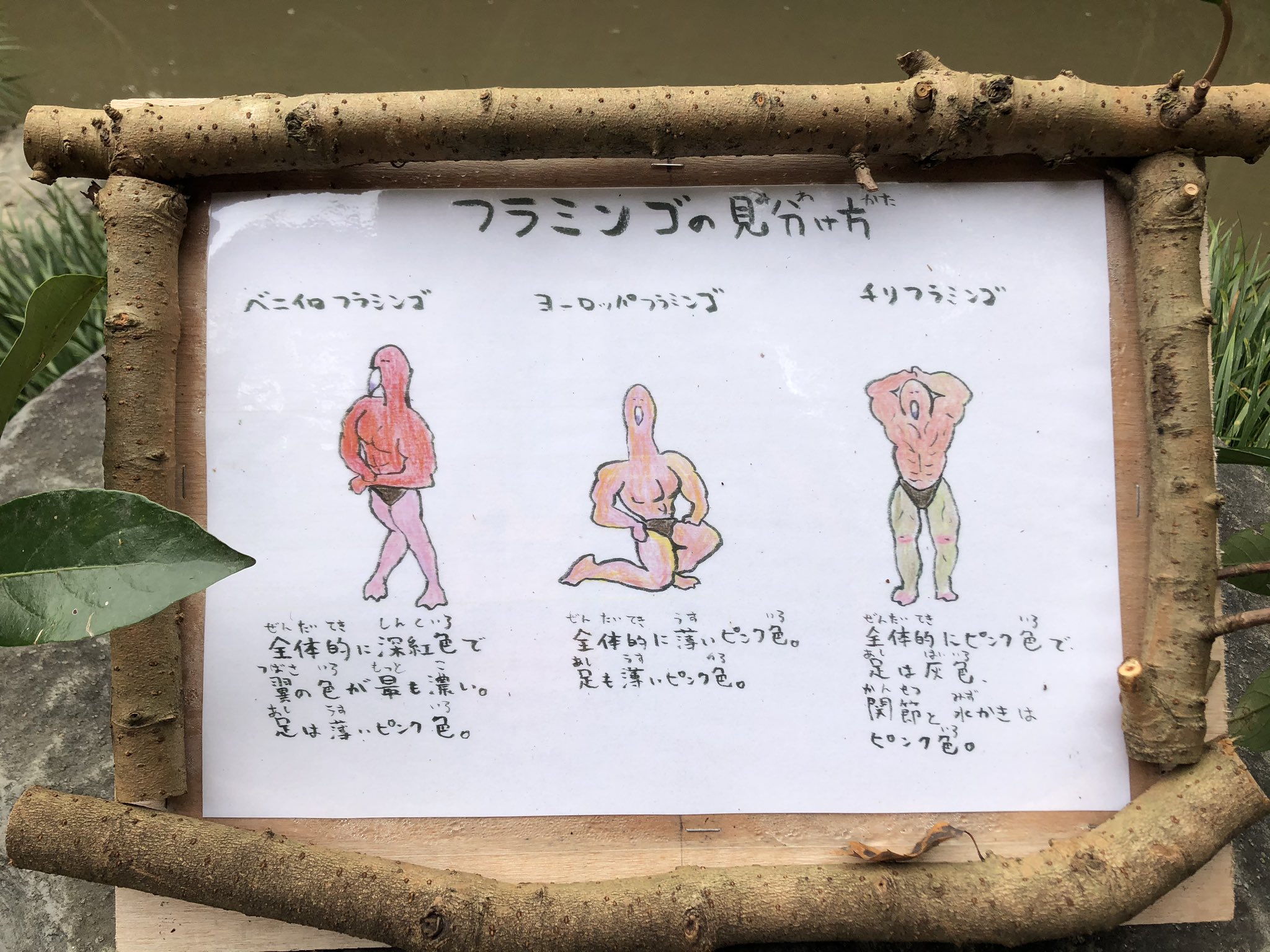 長崎バイオパークに掲示されている フラミンゴの見分け方 イラストがシュールすぎる件w 長崎バイオパークに掲示されている フラミンゴの見分け方 イラストがシュールすぎる件w