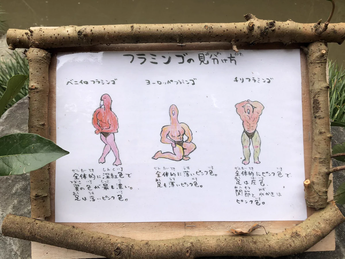 いいよ！キレてるよ！長崎バイオパーク。フラミンゴの見分け方イラストがキレッキレ