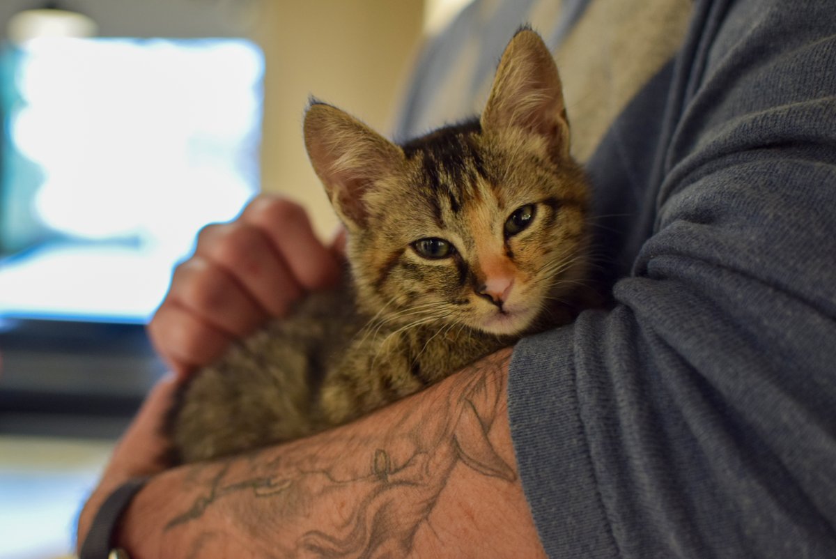 OregonHumane's tweet photo. Being this cute is a tough job, but someone has to do it.
The annual #SnuggleExpress is bringing kittens and puppies to local businesses this week. Want to get in on the snuggle?
Sign up to be notified when 2020 Snuggle Express registration opens: https://t.co/OJQ6K0Lk0C https://t.co/LGGP83NYy5