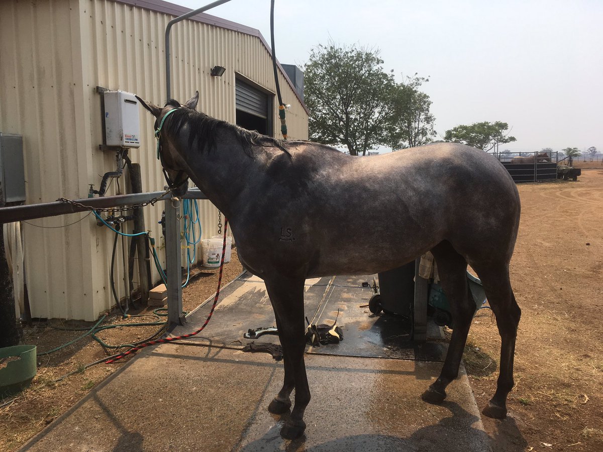 DaylMarch's tweet photo. I’ve gone over to the dark side. My first thoroughbred to train. #Secondofmay https://t.co/1RuvVzYr4l
