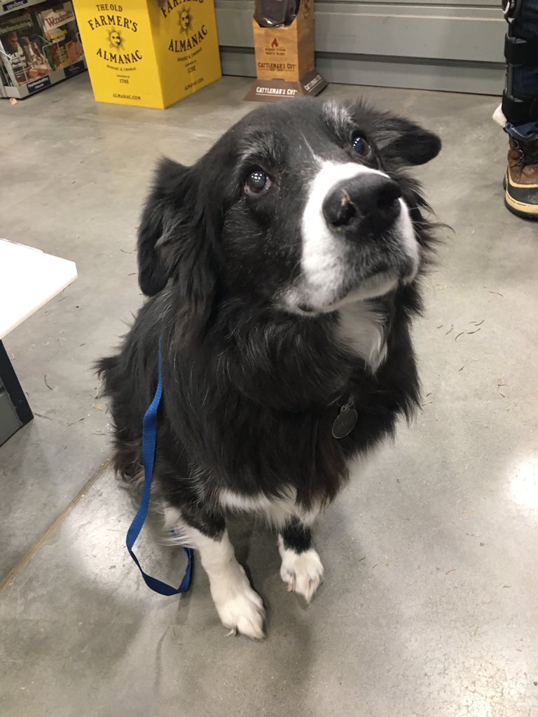 The Dogs of Lowes tweet media